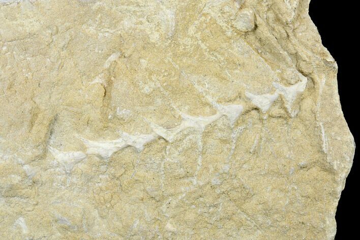 Archimedes Screw Bryozoan Fossil - Alabama #178200